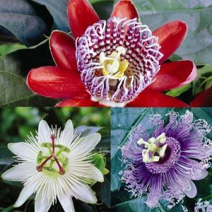 Passiflora coll. Red/Constance Elliot/Lavender Lady