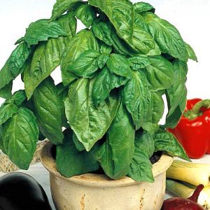 3 1015 Sweet Basil picture