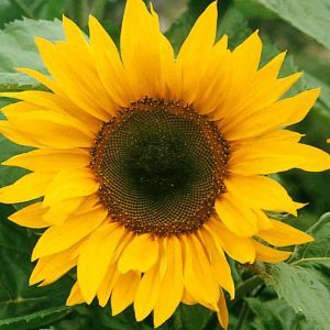 1 4342 Sunflower 'Single Giant'