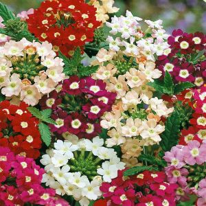 2 4835 Verbena 'Ideal Florist'