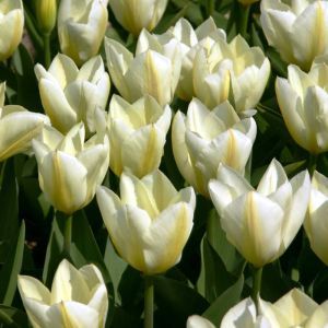 Tulipe Purissima x 10