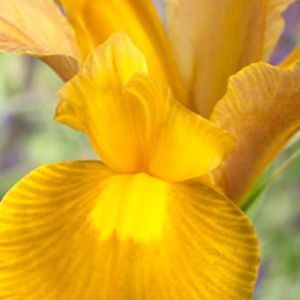 Iris de hollande Princesse d'Automne x 10