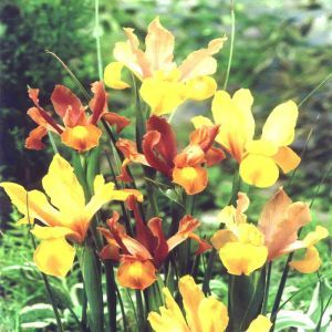 Iris de hollande Mahogany mixte x 10