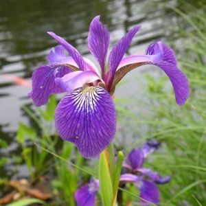 Iris Ensata Kaempferi panier plastique