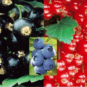 Currants and berries