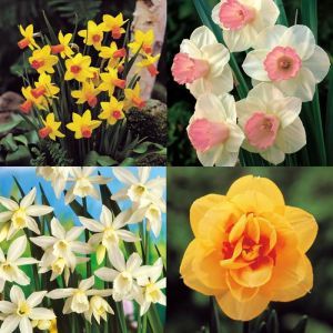 Narcissi collection A