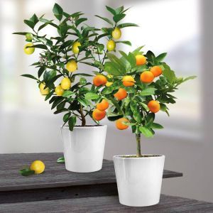 lemon and orange tree
