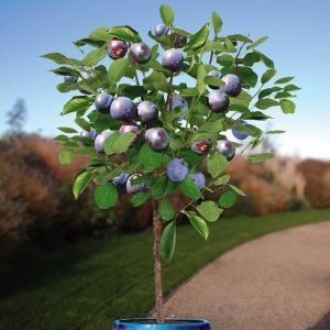 Prunus Standard domestica Prunier