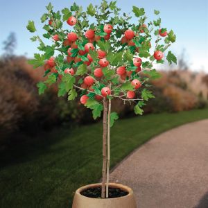 Ribes Kruisbes Hinnonmaki Red stam pot v2