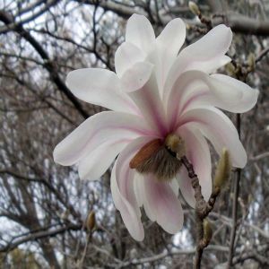 Magnolia Royal star