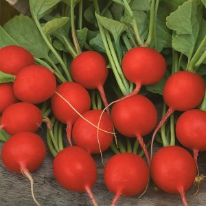 Radijs  Bel Image    Radish Bel Image