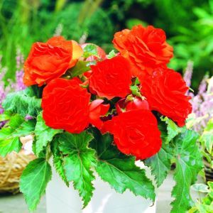 Begonia Non Stop rouge 3/4 x 3