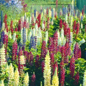 Lupines russels hybrids
