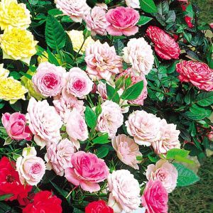 Ground Covering Roses Pink