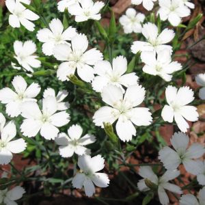 Dianthus deltoides alba
