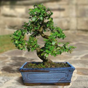 bonsai-elm-20cm 1