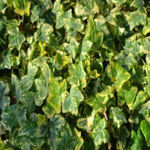 Ivy Hedera variegata/Lierre sauvage