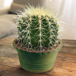 Echino cactus Grusonii