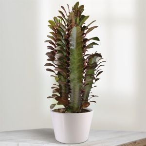 Euphorbia Rubra