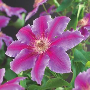 Clematis patens Dr. Ruppel