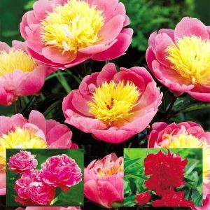 Paeony collection