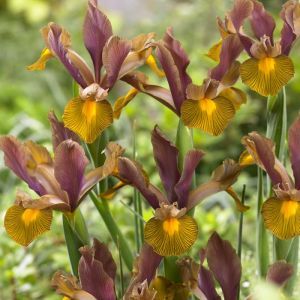 Iris hollandica Lion king