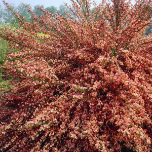 Cytisus Frisia