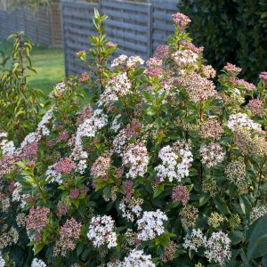 Viburnum Tinus v