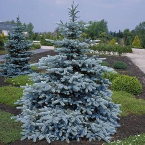 Picea pungens Hopsii