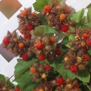 Rubus Phoenicolasius17 cm pot