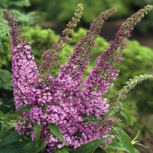 Buddleja daviddi Fascinating