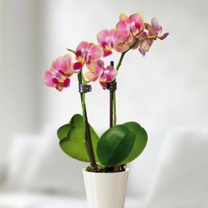 Orchidée naine bicolore