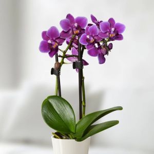Orchidée naine violette