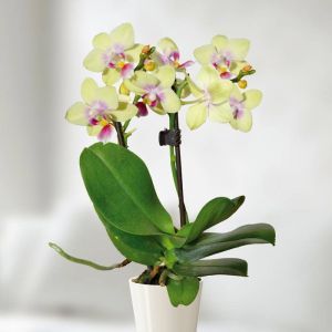 Orchidée naine Jaune