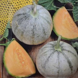 Melon - Cantaloup Charentais