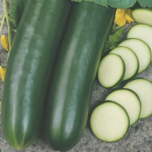 Cucumber Hoffmann's Johanna