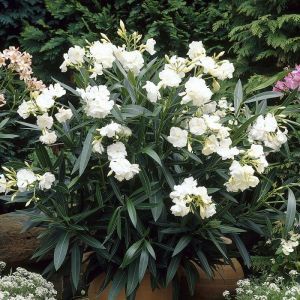 Nerium oleander blanc