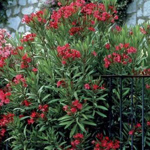 Nerium oleander rouge