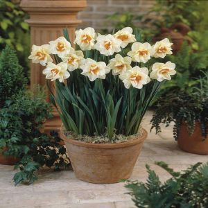 Narcisse Flower Drift x 10