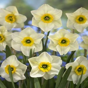 Narcissi small cupped Lancaster