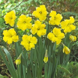 Narcissi split crown Pretty in Yellow