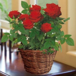 red basket rose