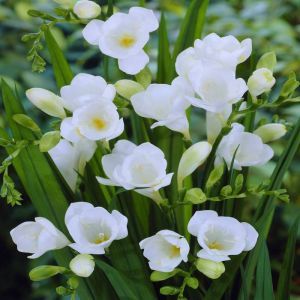 Freesia Hybride floraison simple blanche x 20
