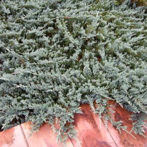 Juniperus Blue Chip 9 cm pot