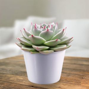 Echeveria sirius