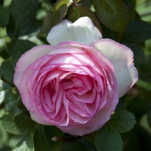 Rosa Eden rose