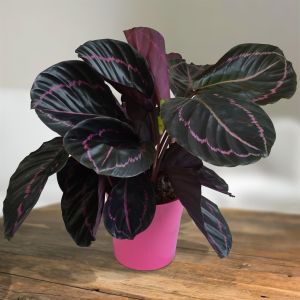 Calathea Dottie