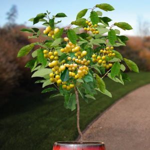 Ceriser Prunus Donissens Gelbe Pot 20cm