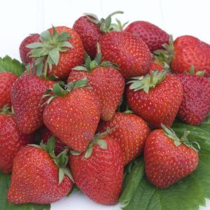 Strawberry Cherry Berry 7cm pot x 5