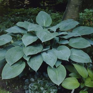 Hosta Krossa Regal